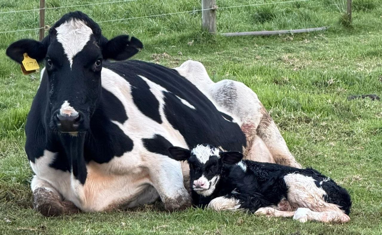 A Paringa Park View cow with her newborn calf