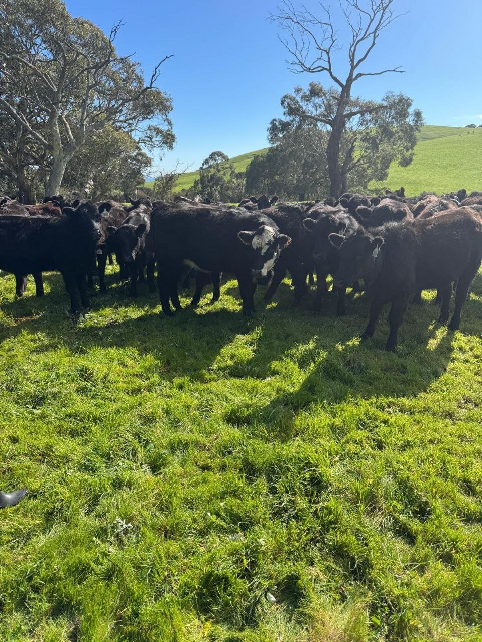 The Paringa herd under the gum trees