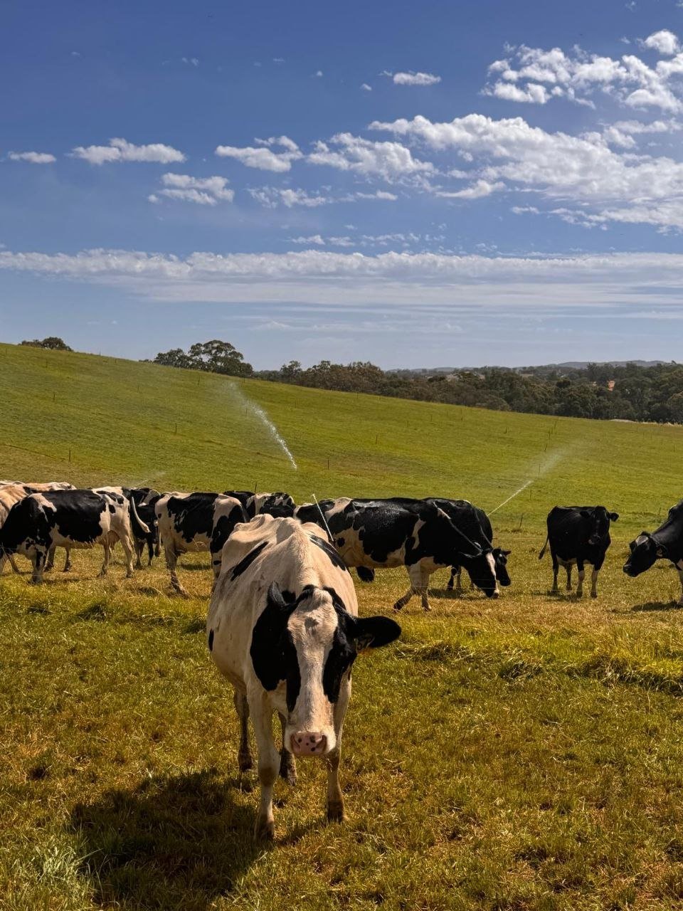 The herd on irrigated pasture