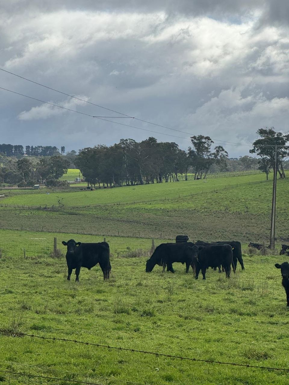 Cows heading in past the solar array