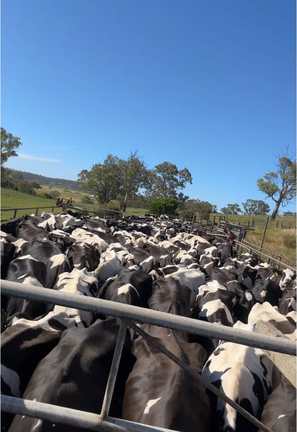 Paringa Park View herd in the Adelaide Hills